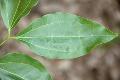 Strychnos nux-vomica